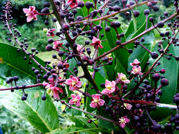 Image result for Lepisanthes