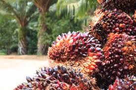 Kub maju sdn bhd dd palm oil mill sdn bhd m. Malaysiakini Saudi Arabia Ethiopia Potential New Markets For Palm Oil Exports