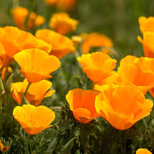 Our list of fall flowers to plant for pollinators creates a marvelous floral display that pleases the eye and offers benefits for pollinators. What To Plant In Tiny Spaces To Help Bees And Butterflies Thrive Gardens The Guardian