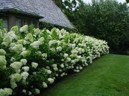 Taubman 2005 5 Jpg Jpeg Image 1280x960 Pixels Scaled 92 Garden Limelight Hydrangea Outdoor Gardens