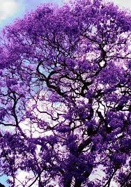 Tree with purple flowers florida. A Jacaranda Tree In South Florida Purple Trees Jacaranda Tree Flowering Trees