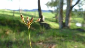 Image result for Tristachya