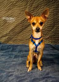 This is bad if you already have a hectic household or like. Chipin Miniature Pinscher Chihuahua Mix