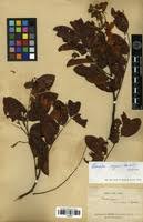 Image result for Cassia agnes