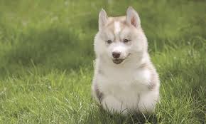 Check spelling or type a new query. Siberian Husky Puppies Genetic Disorder Purina Pro Club