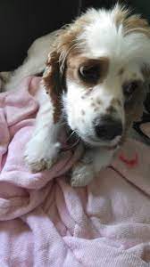 Brittany Is Now Available Come And Check Her Out Jackson County Humane Society Maaquoketa Iowa 563 652 5360 Humane Society Pet Adoption Jackson County