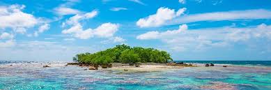 Image result for Faroa affinis