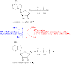 The adenosine group of adp and atp is composed of adenine although they also contain phosphate groups. Untitled Document