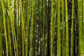 See more ideas about growing bamboo, bamboo, bamboo garden. How To Grow Bamboo Insteading