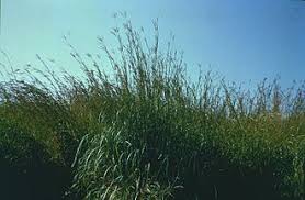 Image result for Andropogon eucomus