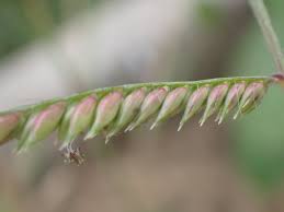 Image result for Urochloa brachyura