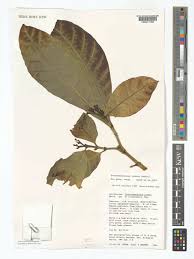 Image result for Tabernaemontana crassa