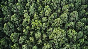 They provide wood for building and pulp for making paper. Iranian Environmentalists To Plant 1 Billion Trees In 5 Years Tehran Times