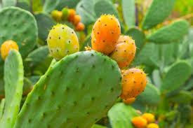 Prickly pear cactus health benefits1. Premium Vector Cartoon Cactus Set Set Bright Cacti And Aloe Colored Bright Cacti Flowers Isolated On White