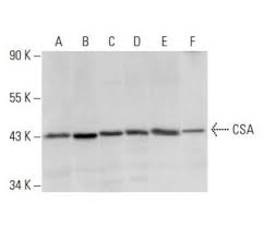 We like to use csa because they react to our requests fast, and their deliveries are on time. Anti Csa Antibody D 2 Scbt Santa Cruz Biotechnology