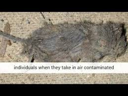 They will chew on whatever they can find. Do You Have Mice In Your Duct Work Youtube