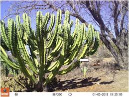 The roots of a cactus are usually found near the surface and do not go deep. The Dispersal And Spread Of Invasive Alien Myrtillocactus Geometrizans In The Southern Karoo South Africa Sciencedirect