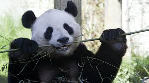 This is the place to start! Coronavirus How Lockdown Is Affecting Scotland S Zoo Animals Bbc News