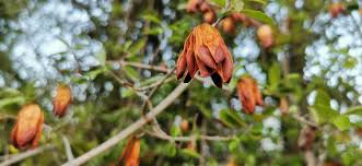 Image result for Combretum hereroense
