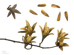 Image result for Toona