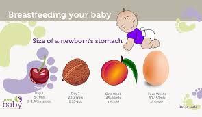 Size Of Newborn Baby Stomach Newborn Baby