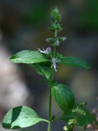 Image result for Ocimum americanum