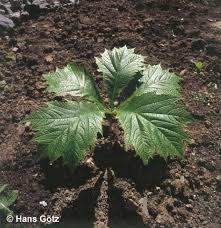 Dies ist eine begriffsklärungsseite zur unterscheidung mehrerer mit demselben wort bezeichneter begriffe. Rodgersia Podophylla Gestieltblattriges Schaublatt Haussermann Stauden Und Geholze