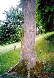 Image result for Intsia