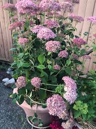Image result for Hydrangea arborescens Pink Anabelle