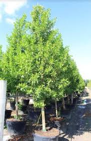 Image result for Conocarpus erectus