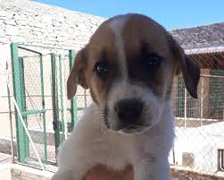 Come tanti altri cani di piccola taglia, anche questo cagnolino in passato è stato utilizzato per la caccia ai piccoli parassiti sia nei porti che sulle. Pin Su Annunci Animali