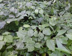 Image result for Hylodesmum