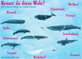 Wale Kindergrafik In 2020 Kinder Grafiken Unterrichtsmaterial Wale