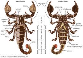 Team scorpion is torn apart and uncertain about their future as a unit, but they are forced to come together to save walter's life when his car teeters on the side of a cliff. Scorpion Description Habitat Species Diet Facts Britannica