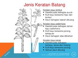 Jangan sampai salah pilih tanaman yang tumbuh terlalu tinggi, atau bahkan banyak hama dan ulat. Bab 6 Tanaman Hiasan Ting 1