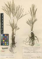 Image result for Actiniopteris semiflabellata