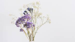 Create lasting memories and preserve those important times in your life as you capture nature's transient beauty of flowers with activa silica gel flower drying compound. How To Do Diy Dried Flowers In The Microwave In Just 60 Seconds Starts At 60