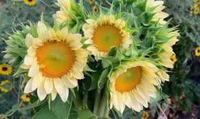 When do you plant sunflowers? How To Grow Procut Sunflowers For Season Long Blooms The Dallas Garden School