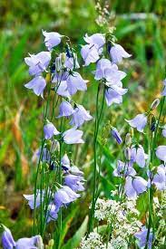 A Tangle Of Wildflowers Blue Bell Flowers Campanula Etsy Blue Bell Flowers Wild Flowers Wildflower Garden