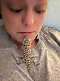 I have so many questions how do I get my bearded dragon to like me ?