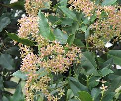 Image result for Cunoniaceae