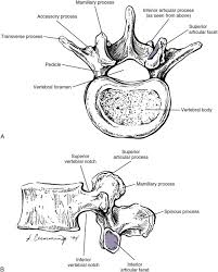 Image result for Lumbar vertebrae