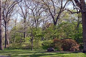 Maybe you would like to learn more about one of these? About Us Arnold Arboretum Arnold Arboretum