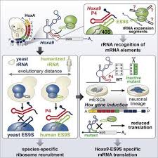 Transcription and translation are two main pillars of gene expression. Gene And Species Specific Hox Mrna Translation By Ribosome Expansion Segments Molecular Cell X Mol