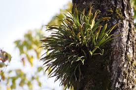 Image result for Lepisorus