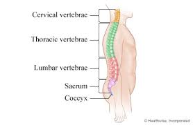 The spine anatomy is a complex structure. Neck Pain My Doctor Online