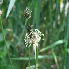 Image result for Cyathula lanceolata