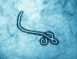 Diseases that cause haemorrhagic fevers, such as marburg, are often fatal as they affect the body's. What Is Marburg Virus