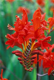 Crocosmia flowers make excellent cut flowers for indoor arrangements. Pin On Plant Materials