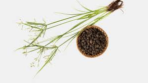 Rumput grinting, rumput bermuda, suket grintingan(jawa), kakawatan (sunda). 11 Fakta Dan Manfaat Rumput Teki Yang Kaya Khasiat Rumah Com
